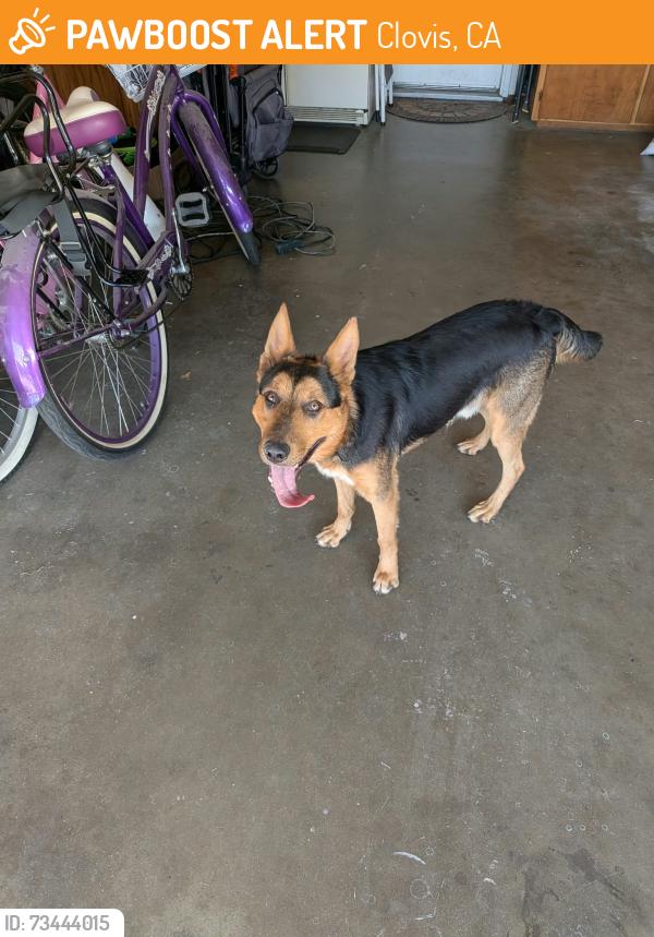 Found/Stray Male Dog last seen Clovis and Herndon, Clovis, CA 93612