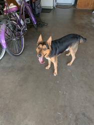 Found/Stray Male Dog last seen Clovis and Herndon, Clovis, CA 93612