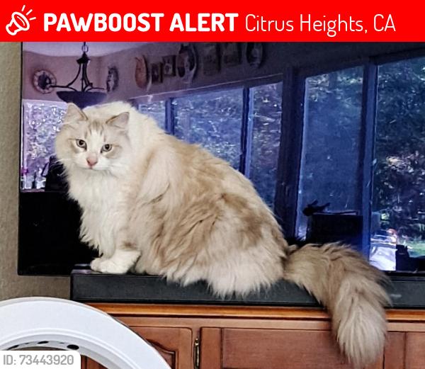 Lost Male Cat last seen Stone Canyon Circle/Woodmore Oaks, Citrus Heights, CA 95610