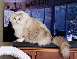 Lost Male Cat last seen Stone Canyon Circle/Woodmore Oaks, Citrus Heights, CA 95610