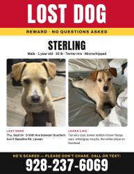 Lost Male Dog last seen between southern ave and baseline on 59th, Phoenix, AZ 85339