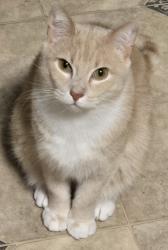 Lost Male Cat last seen Shepherd Drive and Town Hall Road, Menomonee Falls, WI 53051