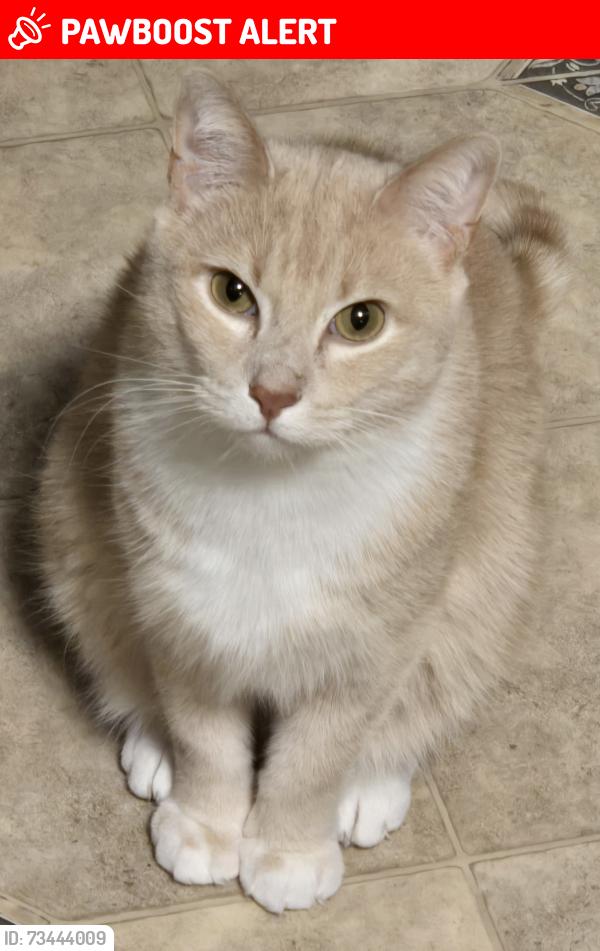 Lost Male Cat last seen Shepherd Drive and Town Hall Road, Menomonee Falls, WI 53051