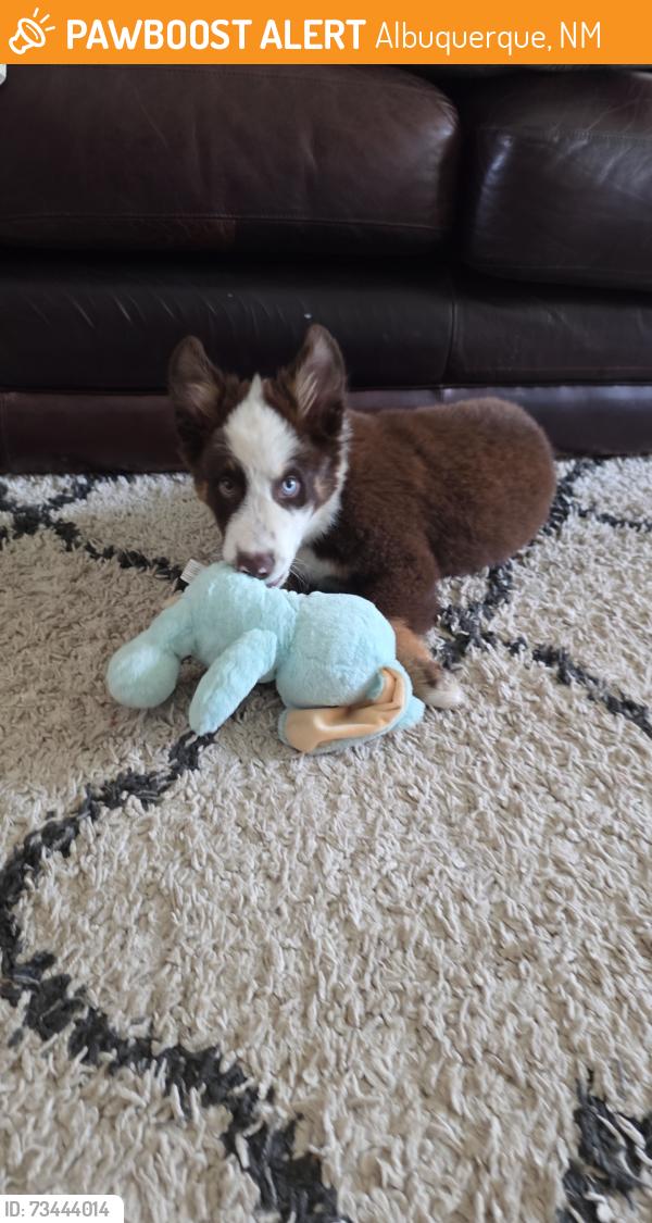 Found/Stray Male Dog last seen 2nd street sw/ desert, Albuquerque, NM 87102