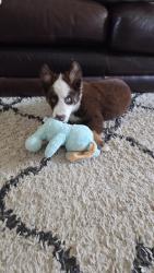 Found/Stray Male Dog last seen 2nd street sw/ desert, Albuquerque, NM 87102