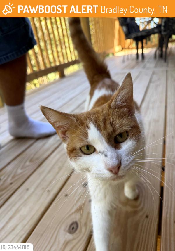 Found/Stray Female Cat last seen Frontage Road NW, Bradley County, TN 37312