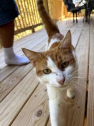Found/Stray Female Cat last seen Frontage Road NW, Bradley County, TN 37312
