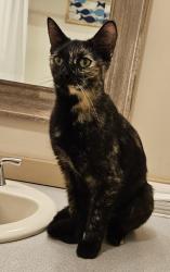 Found/Stray Female Cat last seen Timber Ridge Trail and Hwy 166 Carrollton, GA, Carrollton, GA 30117