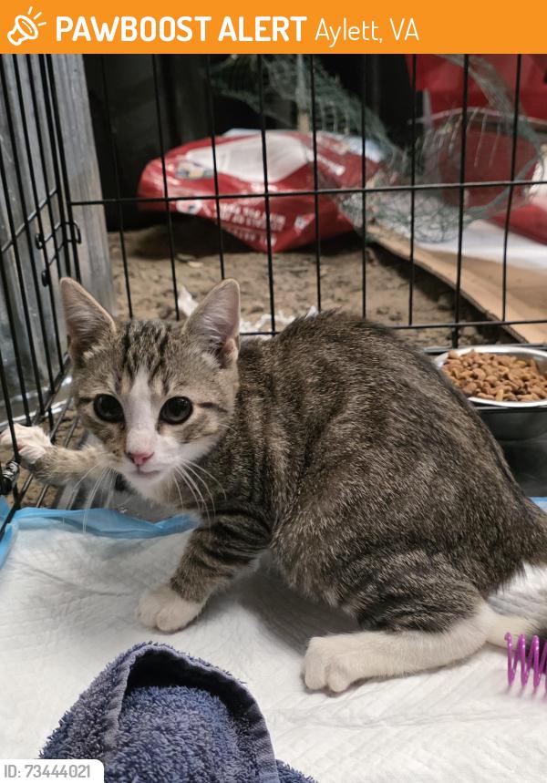 Found/Stray Male Cat last seen King william road, Aylett, VA 23009