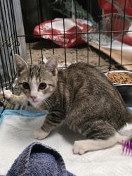 Found/Stray Male Cat last seen King william road, Aylett, VA 23009