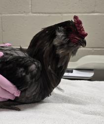 Shelter Stray Male Bird last seen Cherokee Avenue, San Diego, CA, 92104, El Cajon, CA 92020, USA