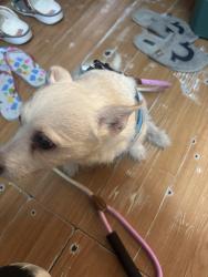 Reunited Female Dog last seen 4th and Snyder, Philadelphia, PA 19148