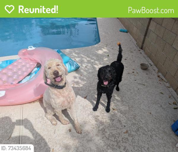 Reunited Male Dog last seen N. San Marcos St. & E. San Pedro Ave., Gilbert, AZ 85234