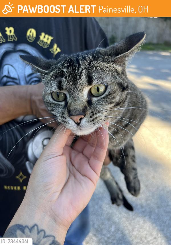 Found/Stray Female Cat last seen Nye Rd and Mentor Ave, Painesville, OH 44077