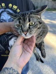 Found/Stray Female Cat last seen Nye Rd and Mentor Ave, Painesville, OH 44077