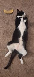 Reunited Male Cat last seen Near SE Taylor street and se 6th ave, Portland, OR 97214