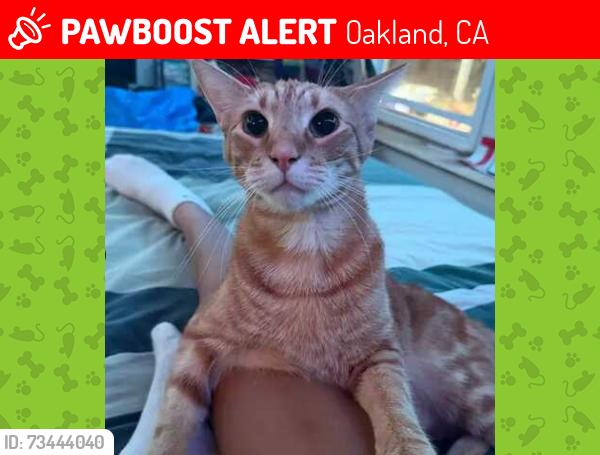 Lost Male Cat last seen E. 21st Street, Oakland, CA 94606
