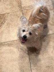 Found/Stray Female Dog last seen Vasa park area, Bellevue, WA 98008