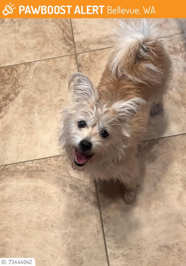 Found/Stray Female Dog last seen Vasa park area, Bellevue, WA 98008
