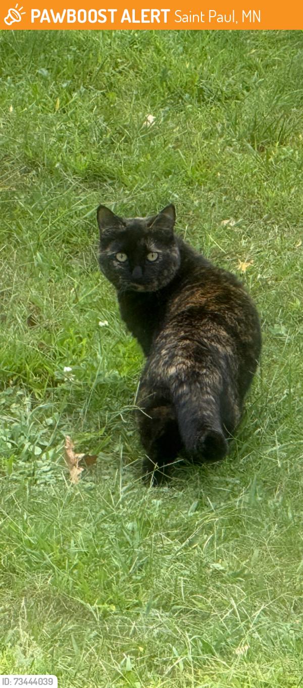 Found/Stray Female Cat last seen Arlington & Clarence, Saint Paul, MN 55106