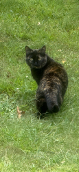 Found/Stray Female Cat last seen Arlington & Clarence, Saint Paul, MN 55106