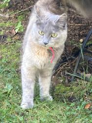 Found/Stray Unknown Cat last seen Austin and Ridge, Evanston, IL 60202