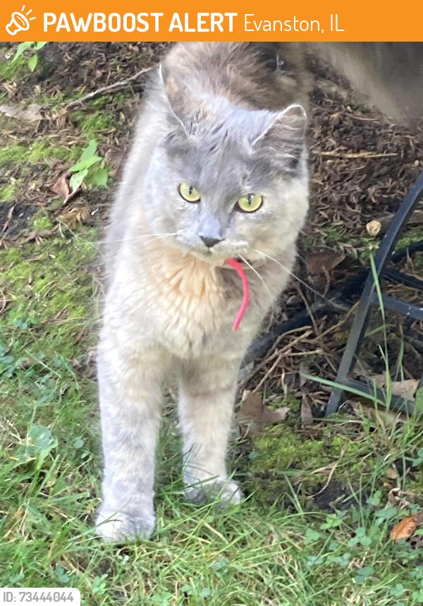 Found/Stray Unknown Cat last seen Austin and Ridge, Evanston, IL 60202