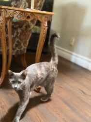Reunited Female Cat last seen Western Ave or Gunter Rd, Rancho Palos Verdes, CA 90275