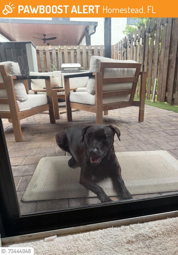 Found/Stray Female Dog last seen Corsica, Homestead, FL 33032