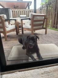 Found/Stray Female Dog last seen Corsica, Homestead, FL 33032