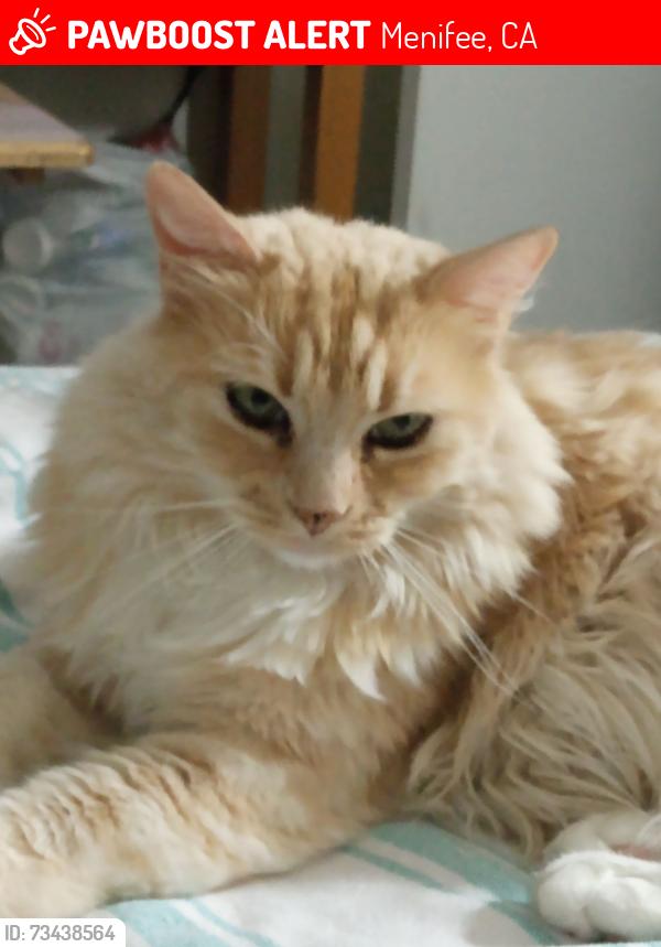 Lost Female Cat last seen Welmar road, Menifee, CA 92584