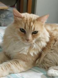 Lost Female Cat last seen Welmar road, Menifee, CA 92584