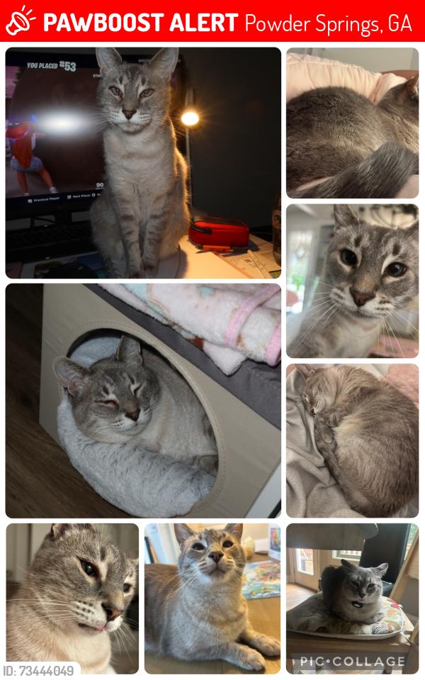 Lost Male Cat last seen Wright Road, Poplar Springs, Powder Springs, GA 30127