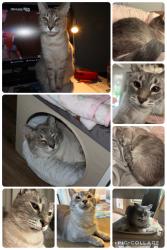 Lost Male Cat last seen Wright Road, Poplar Springs, Powder Springs, GA 30127