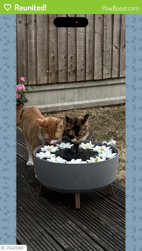 Reunited Male Cat last seen Malyons Felmores Basildon, Essex, England 