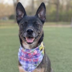 Shelter Stray Female Dog last seen , 244 Georgetown Rd, Jacksonville, NC 28540, USA
