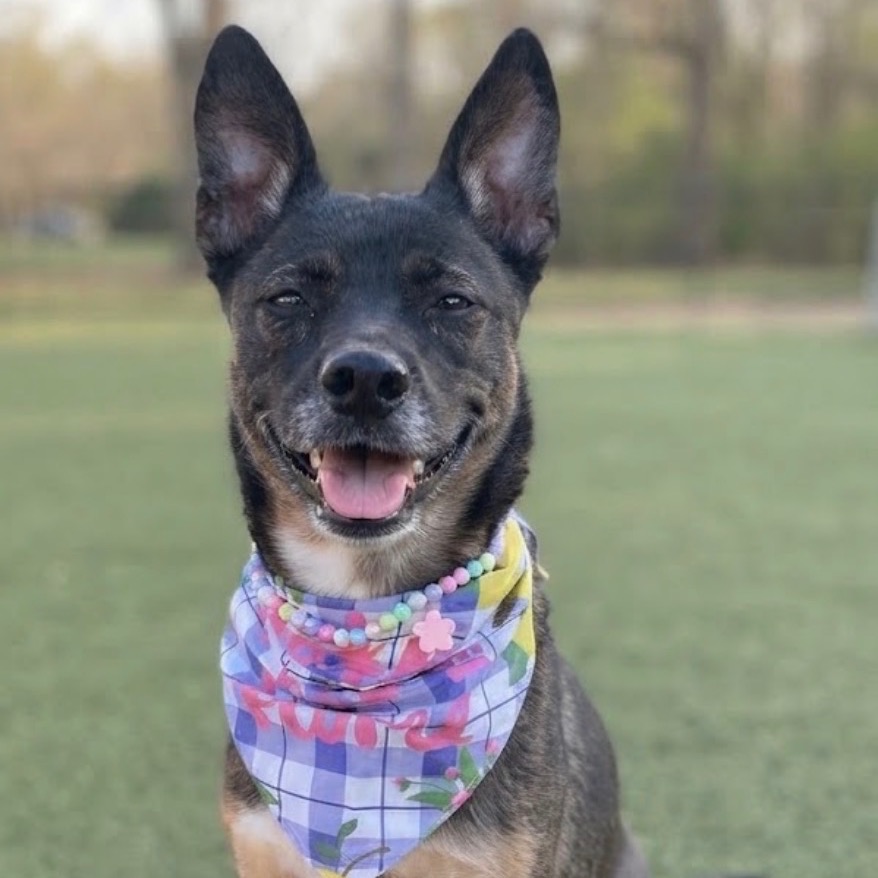 Shelter Stray Female Dog last seen , 244 Georgetown Rd, Jacksonville, NC 28540, USA