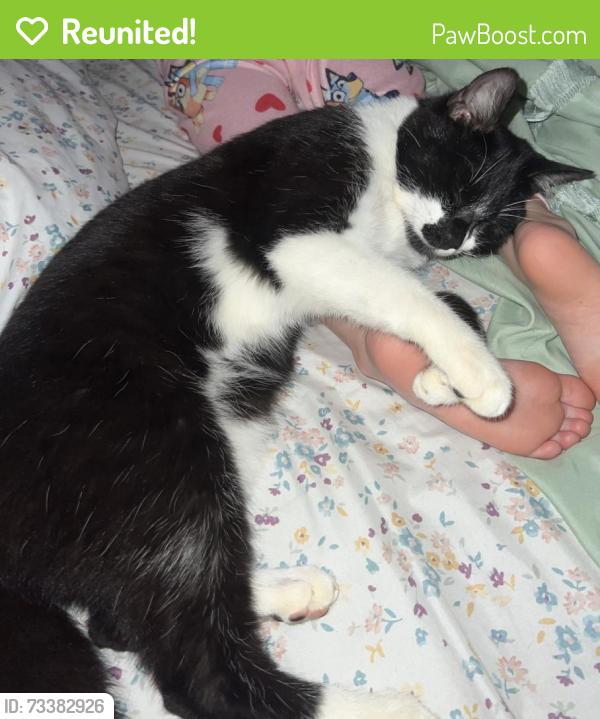 Reunited Male Cat last seen Near Murray/Gordon, Chatsworth, GA 30705