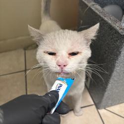 Shelter Stray Male Cat last seen , 361 S Raymond Ave, Pasadena, CA 91105, USA