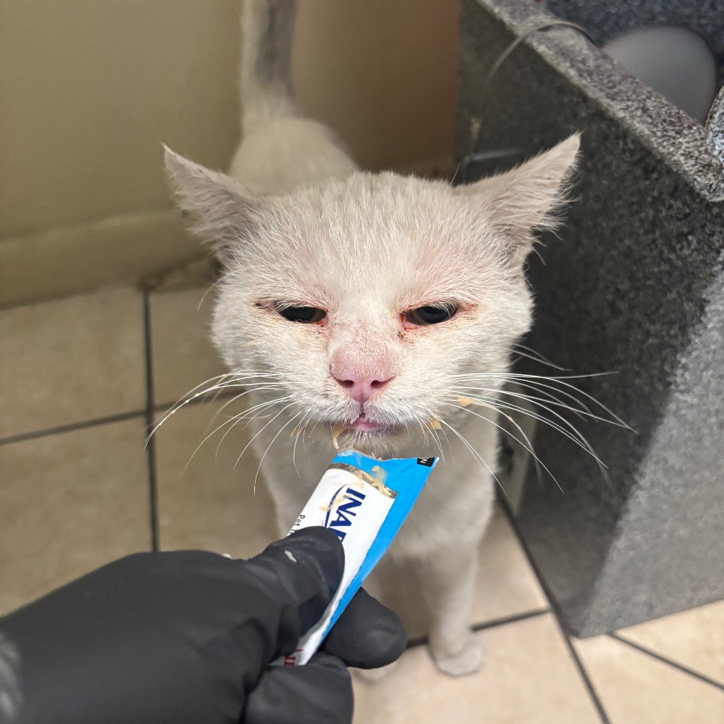 Shelter Stray Male Cat last seen , 361 S Raymond Ave, Pasadena, CA 91105, USA