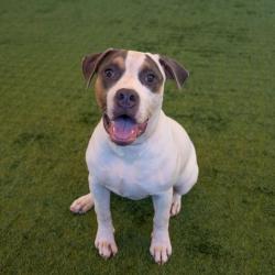 Shelter Stray Female Dog last seen , 361 S Raymond Ave, Pasadena, CA 91105, USA