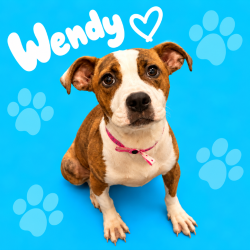 Shelter Stray Female Dog last seen , 2350 Appling City Cove, Memphis, TN 38133, USA