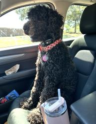 Lost Female Dog last seen East Memphis around graham and philwood, Memphis, TN 38122