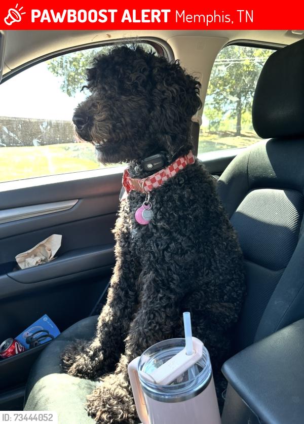Lost Female Dog last seen East Memphis around graham and philwood, Memphis, TN 38122
