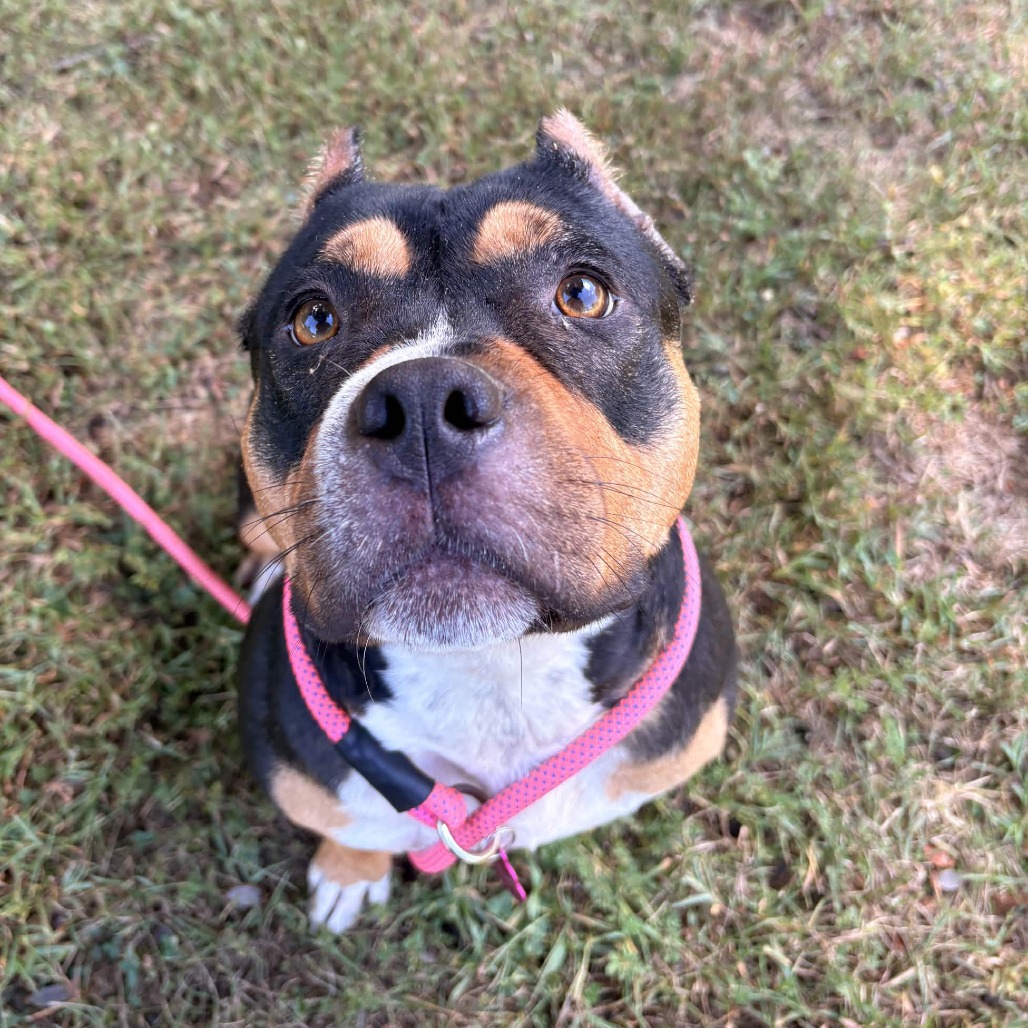 Shelter Stray Female Dog last seen , 328 Furman Hall Rd, Greenville, SC 29609, USA