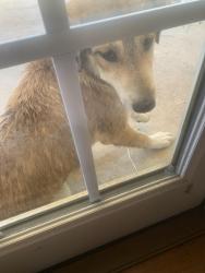 Reunited Unknown Dog last seen Bethel Rd, Jefferson County, AL 35126