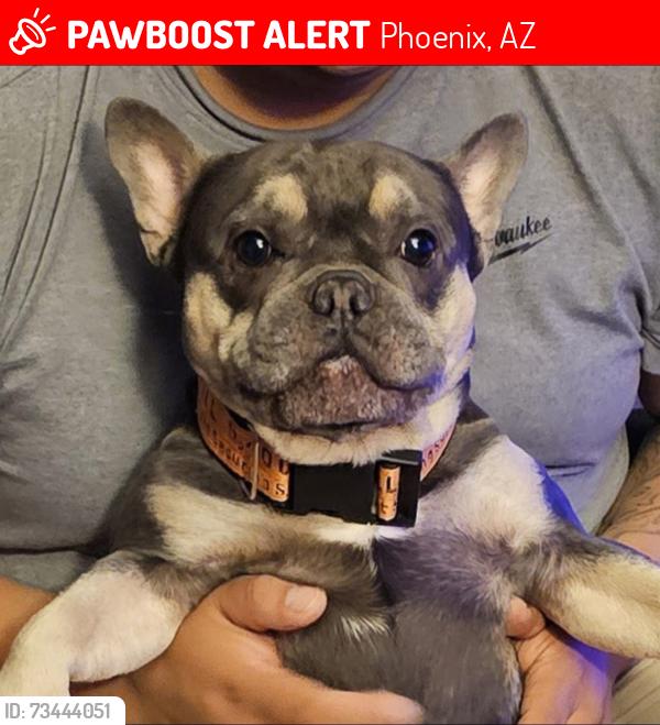Lost Male Dog last seen 46th drive and Thomas, Phoenix, AZ 85031