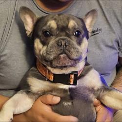 Lost Male Dog last seen 46th drive and Thomas, Phoenix, AZ 85031