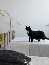 Lost Female Cat last seen Ravenna Community, Houston, TX 77055