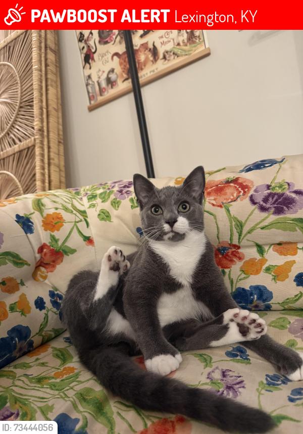 Lost Male Cat last seen Bryan Station, Darley Dr, Lexington, KY 40505